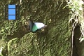 Scene_52_Morpho peleides resting on a wall-close up